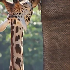 Zoo de Barcelona 24-08-11 684