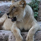 Zoo de Barcelona 24-08-11 1388