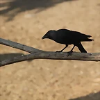 Zoo de Barcelona 24-08-11 710