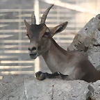 Zoo de Barcelona 24-08-11 1113