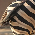 Zoo de Barcelona 24-08-11 1117