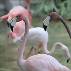 Zoo de Barcelona 24-08-11 1311