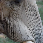 Zoo de Barcelona 24-08-11 715