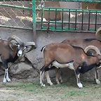 Zoo de Barcelona 24-08-11 1154