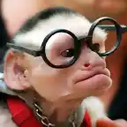 Mono gafotas