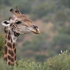 Ithala Game Reserve 1-05-09 162