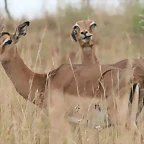 Ithala Game Reserve 1-05-09 219