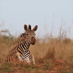Ithala Game Reserve 1-05-09 256