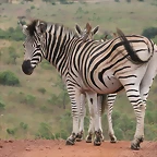 Ithala Game Reserve 1-05-09 187