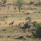 Ithala Game Reserve 1-05-09 332