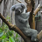 KOALA