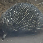 EQUIDNA DE HOCICO CORTO