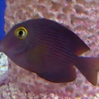 Ctenochaetus strigosus