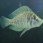 Altolamprologus calvus 1