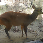 Mazama rufina 2 (7-10-23 Bioparque Amaru)