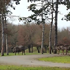 Plaisance du Touch 06-01-12 042