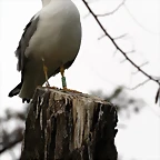 Zoo de Barcelona 20-01-2011 067