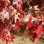 Quercus falcata-SAM_3623