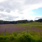 DSCN5251