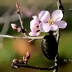 21, flor del almendro, marca