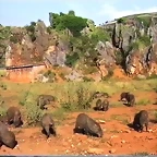 6-Collared peccary
