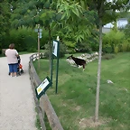 Beauval agost 2010 604