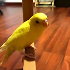 IMG-20180909-WA0005
