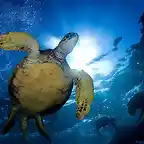 honu