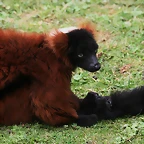 Le Parc des Felins agost 2010 1037