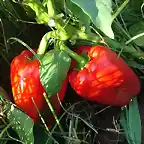 pimientos rojos