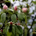 17, flor del membrillo2, marca