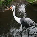 Zoos Wuppertal, Dortmund y Gelsenkirchen 01-10-09 237