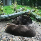 Zoos Wuppertal, Dortmund y Gelsenkirchen 01-10-09 229