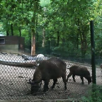Zoos Wuppertal, Dortmund y Gelsenkirchen 01-10-09 228