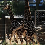 Zoo de Barcelona 20-10-10 205