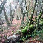 DSCN5093