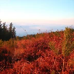 DSCN5087