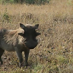 Kruger National Park 28-31 mayo 2009 915