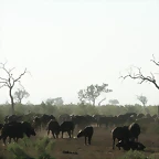 Kruger National Park 28-31 mayo 2009 871