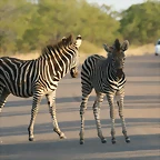 Kruger National Park 28-31 mayo 2009 788