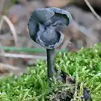 Helvella pezizoides RM2274_Castroviejo_Orilla-riachuelo-en-hayedo_2