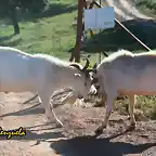 24, cabras en pelea, marca