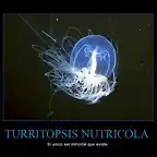 ?turritopsis_nutricola