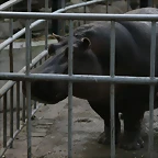 Zoo de Barcelona 24-11-10 586