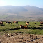 DSCN8136