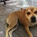 Perrita abandonada en Huelva