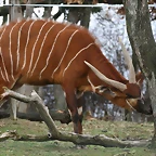 Zoo Lyon + Safari Peaugres febrer 2011 786