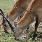 Zoo Lyon + Safari Peaugres febrer 2011 795