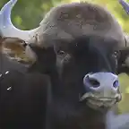 gaur