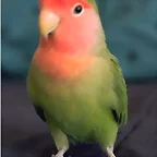 Agapornis roseicollis